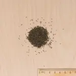 Fleurs - Agératum Roi des Bleus - MEDIA_3D